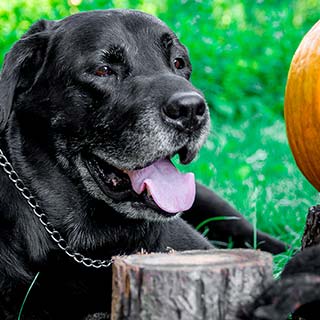 Food allergies - pet allergies - dog food allergies