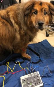 Acupuncture-for-pain-relief-in-dogs