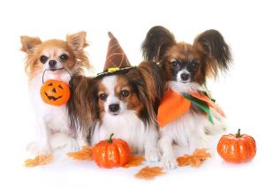 Halloween candy tips for dogs