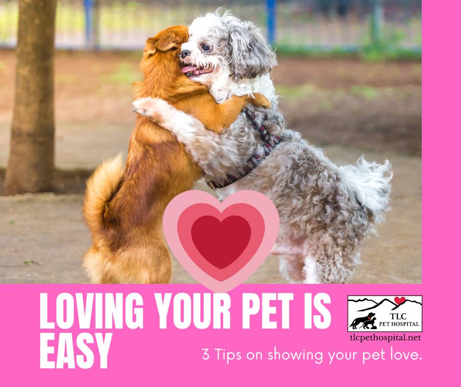 Loving your pet is easy