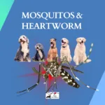 Mosquitos and Heartworm